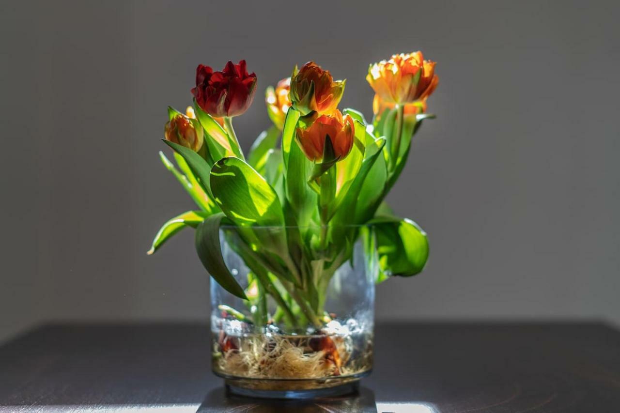 Il Tulipano - Appartamento Al Centro Di Vico Equense Eksteriør billede